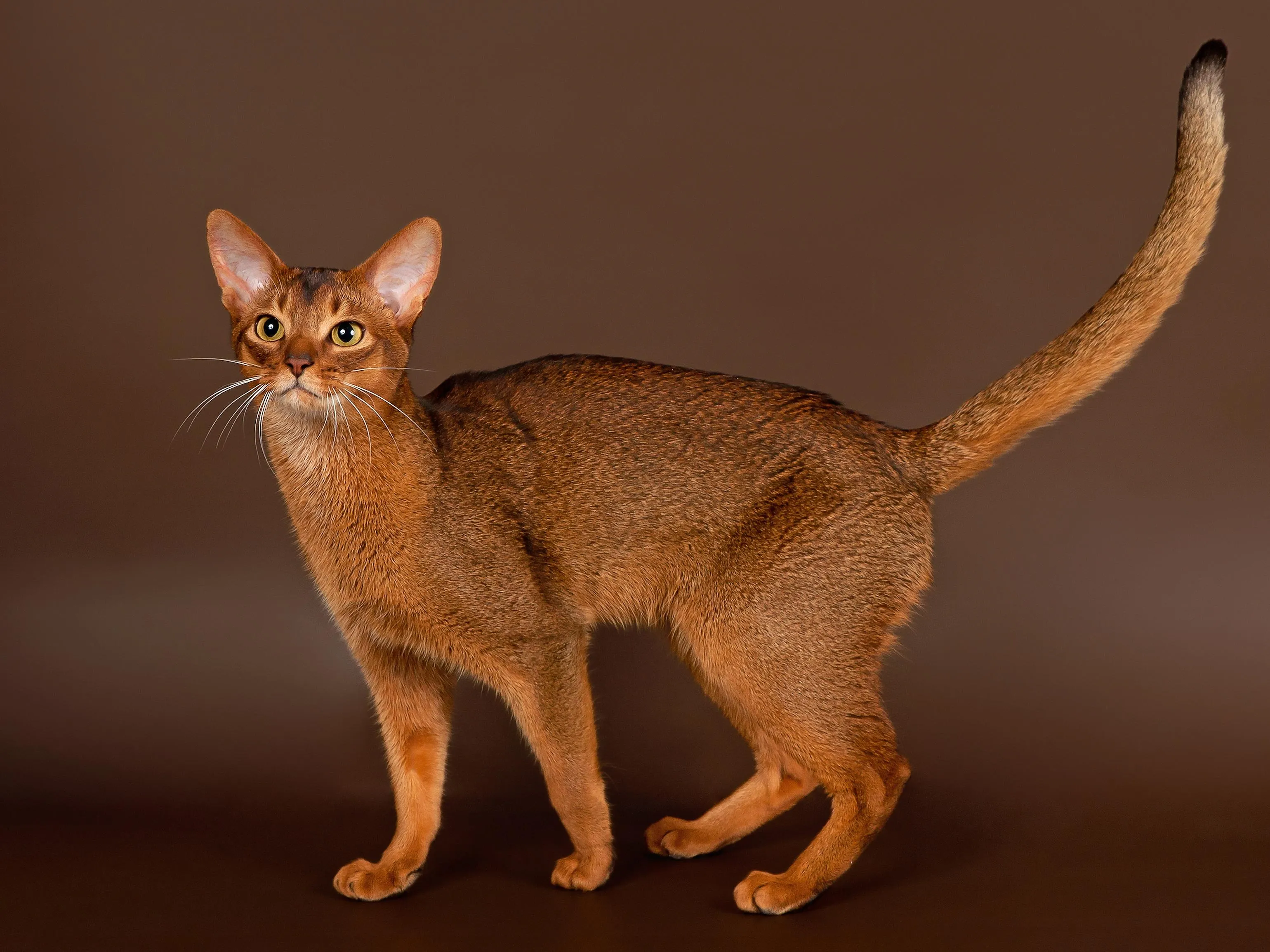 Абіссинська кішка Абіссинська кішка