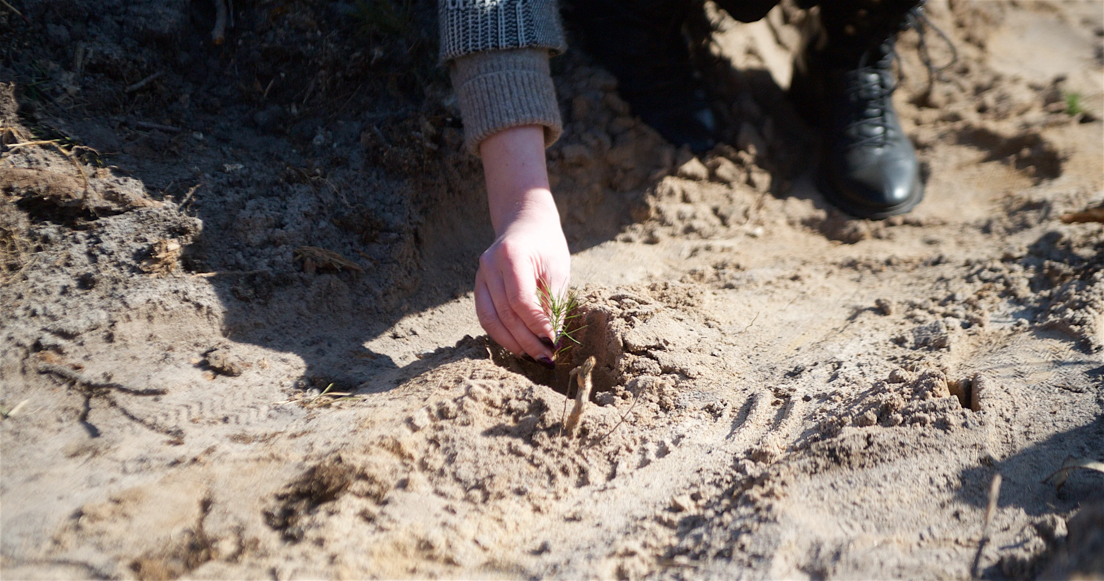 UGEARS висадила під Києвом 6 тисяч дерев в рамках екоініціативи UGEARS висадила під Києвом 6 тисяч дерев в рамках екоініціативи