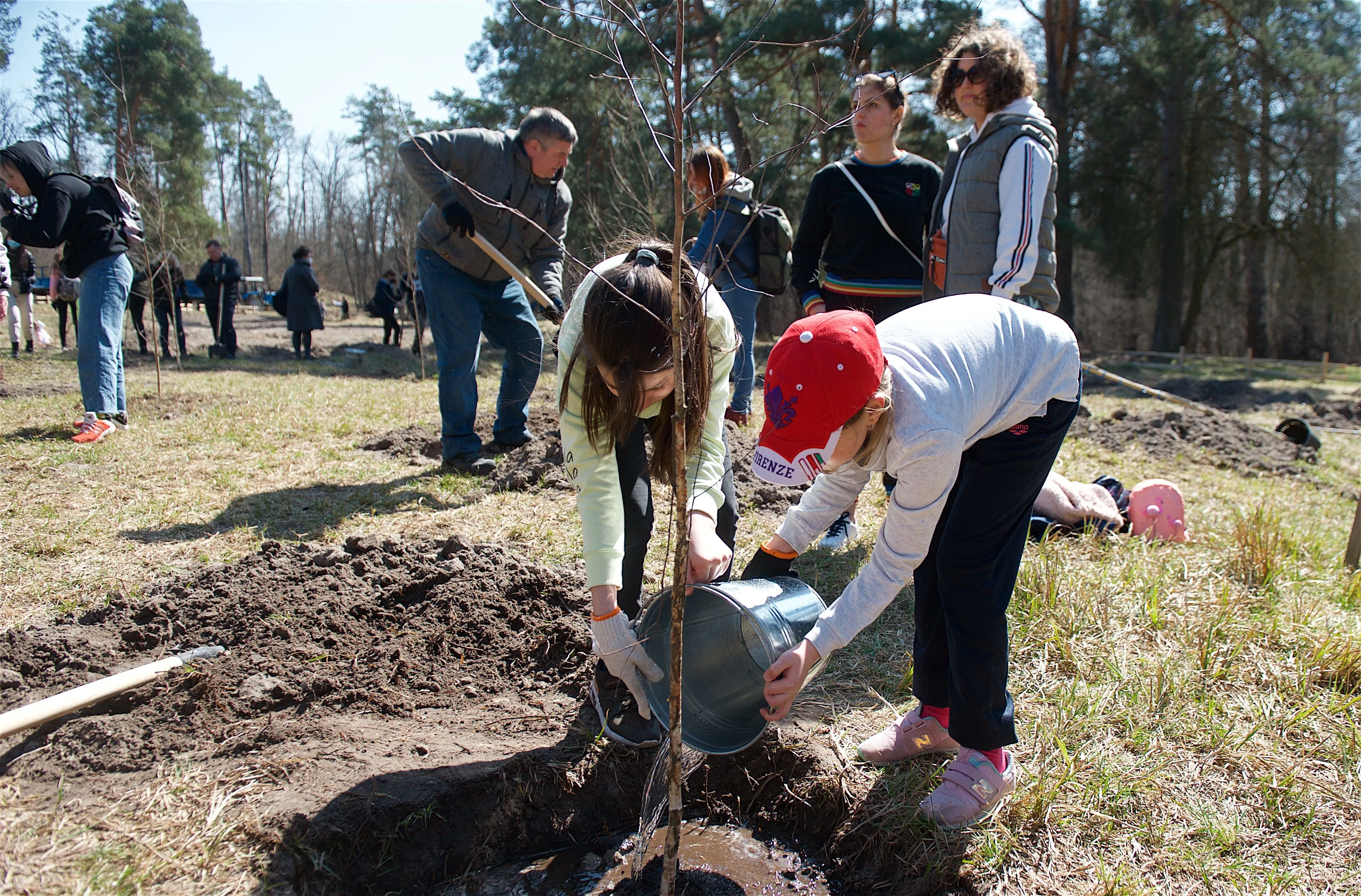 Висадка дерев у київській області Висадка дерев у київській області