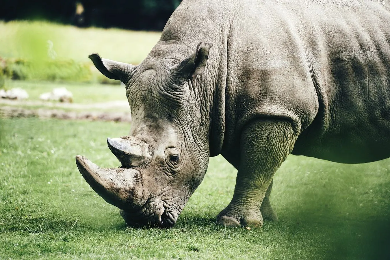 Носорогів масово винищували через віру в чудодійну силу їхнього рогу