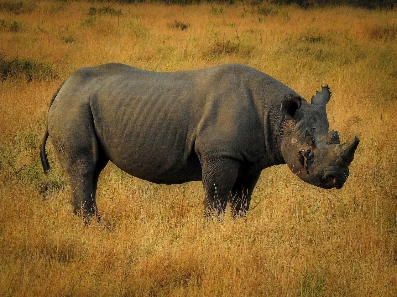 Носороги не мають ворогів у дикій природі