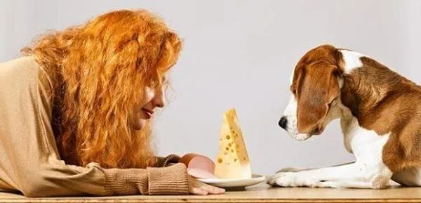 Хоча собакам подобається сир, але користі він не приносить