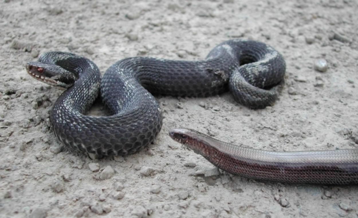 На Львовщине харьковчанина укусила змея: он попал в реанимацию На Львовщине харьковчанина укусила змея: он попал в реанимацию