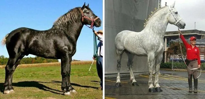 С возрастом эти лошади породы серый першеронами становятся светлее
