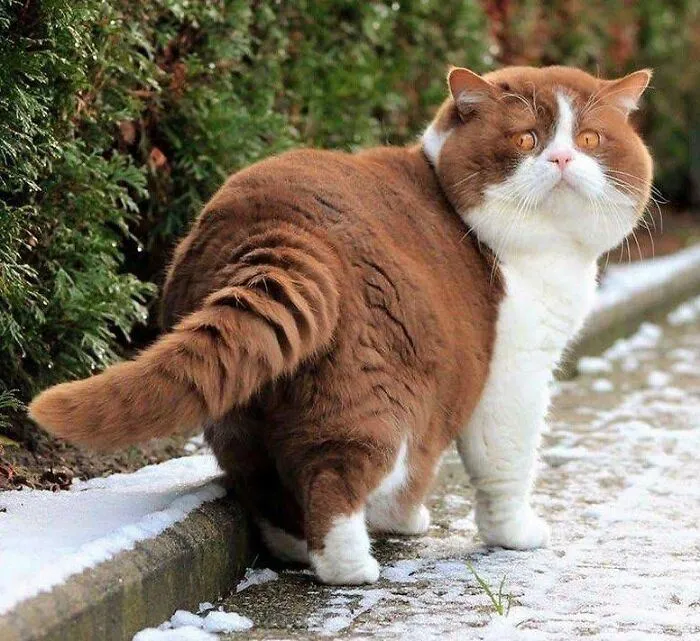 Этого кота так и хочется погладить Этого кота так и хочется погладить