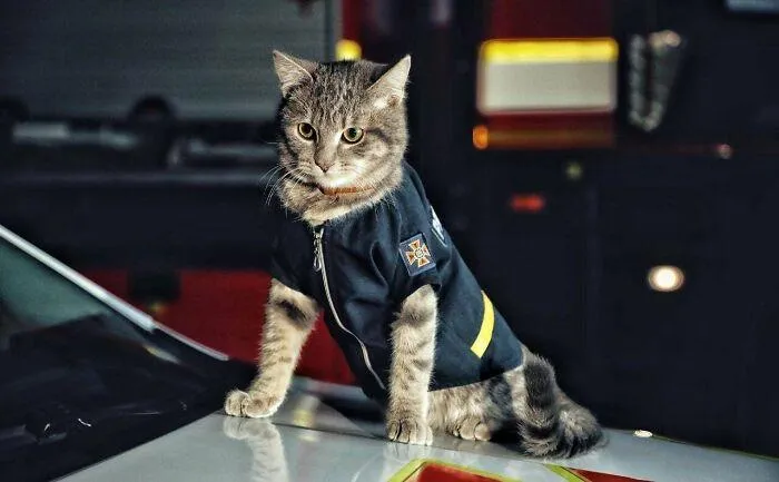 А этому коту-пожарному из Киева даже присвоили звание майора