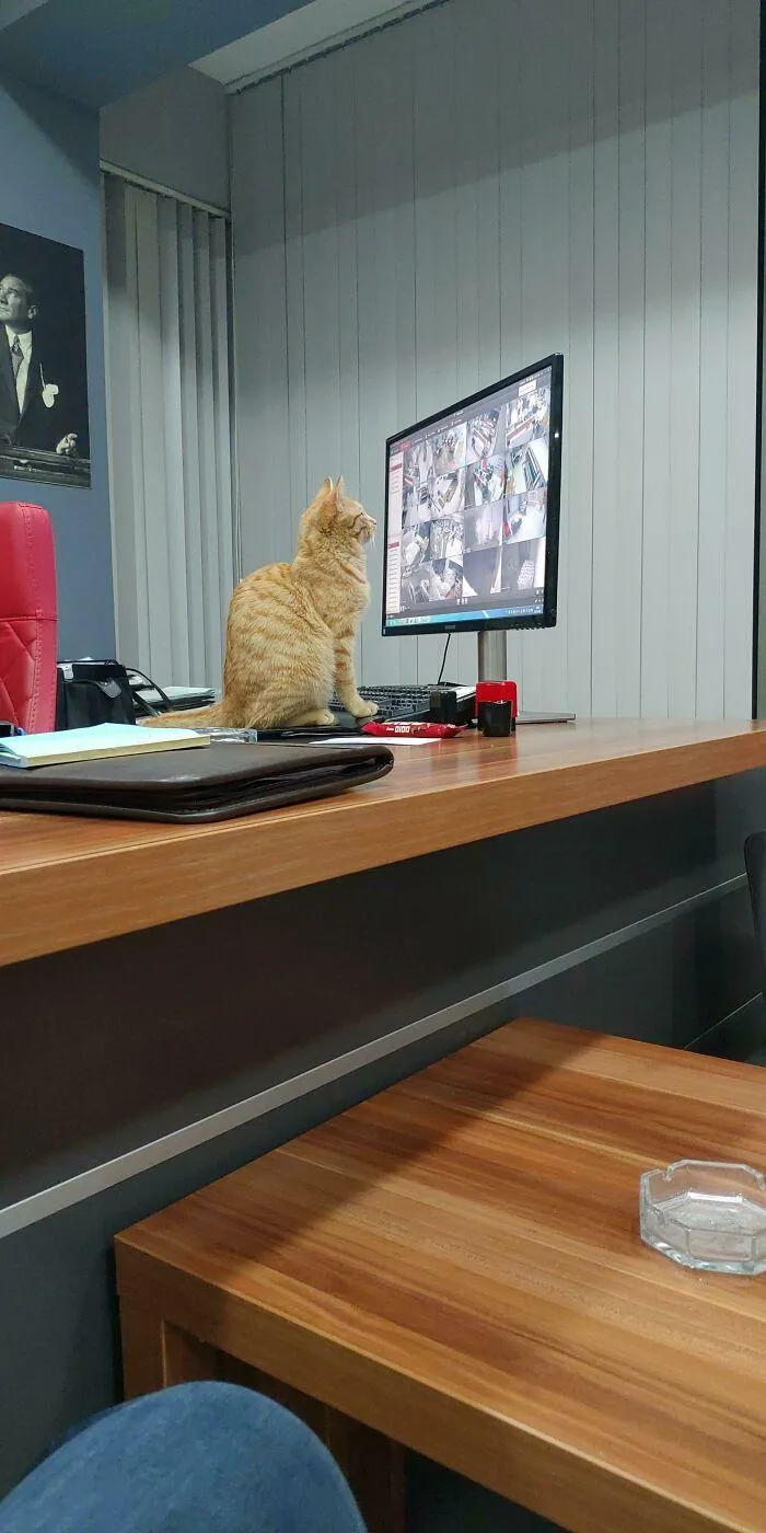 Цей рудий котик полюбляє дивитися кадри з камер спостереження