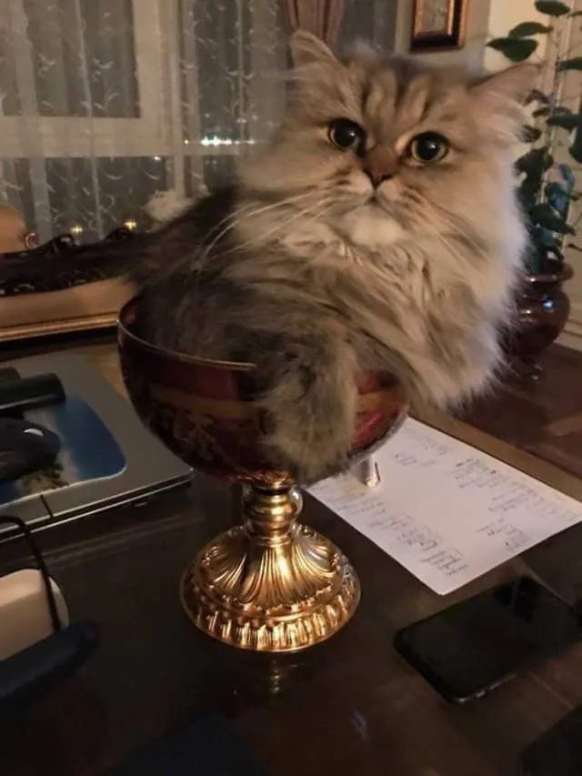Вино з котика, 30 років витримки  Вино з котика, 30 років витримки