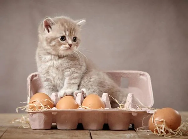 Чи можна котам яйця