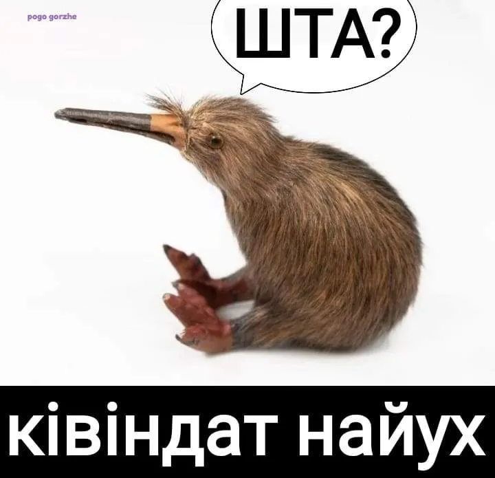 Квінідат Квінідат