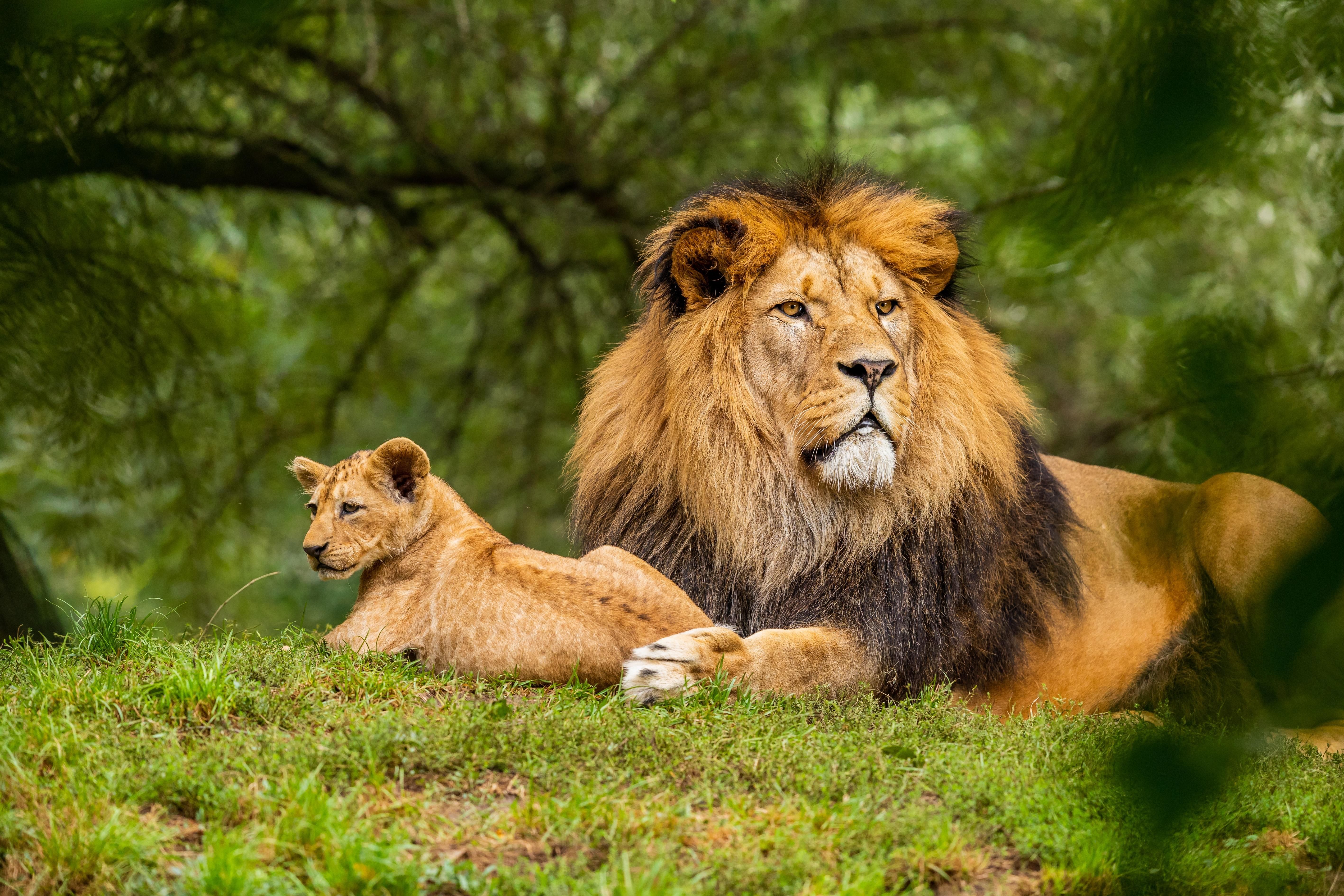 В Южной Африке запретят разводить львов в неволе для коммерции