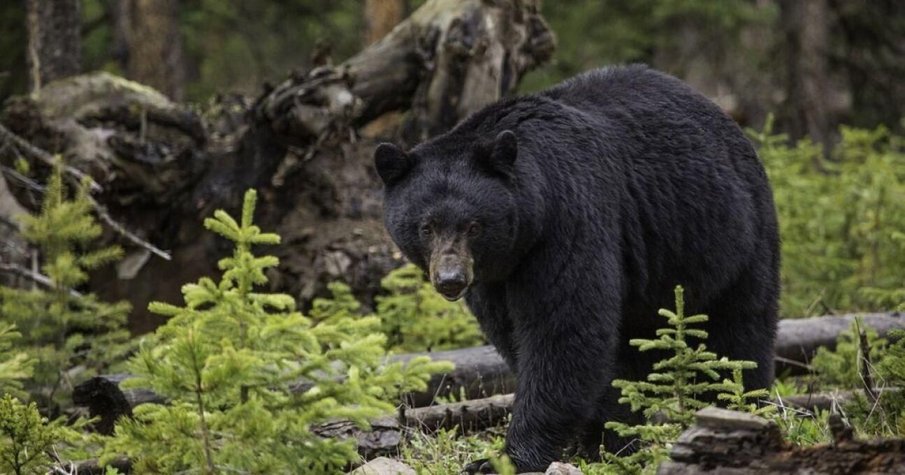У Колорадо ведмідь роздер жінку, яка вигулювала 2 собак