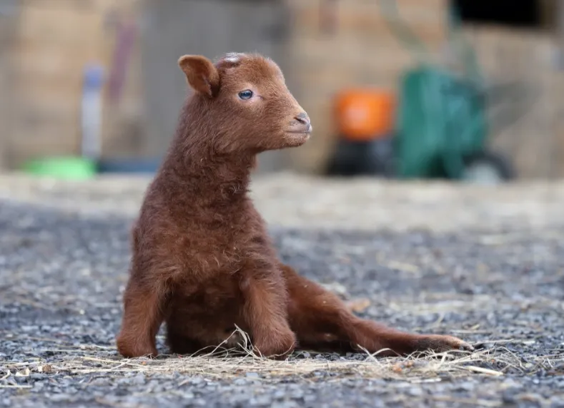 Ягня Стівен Ягня Стівен
