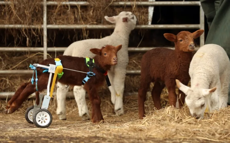 Стівен і інші ягнята Стівен і інші ягнята