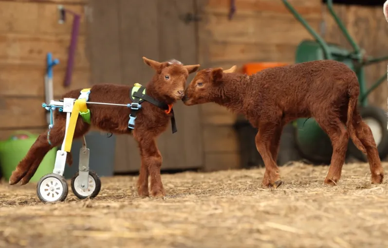 Стівен та інший баранчик Стівен та інший баранчик