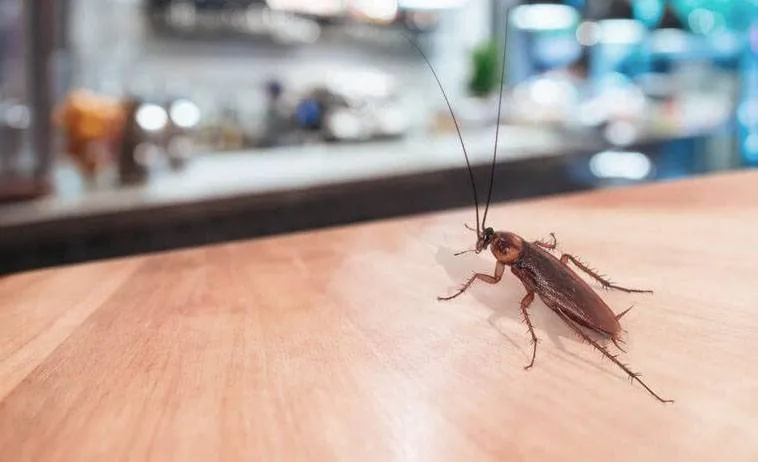 Позбавитися від комах Позбавитися від комах