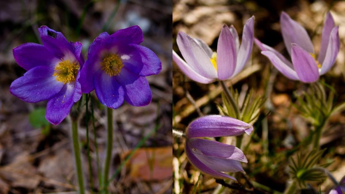В Чернобыльской зоне расцвели редкие цветы: невероятные фото