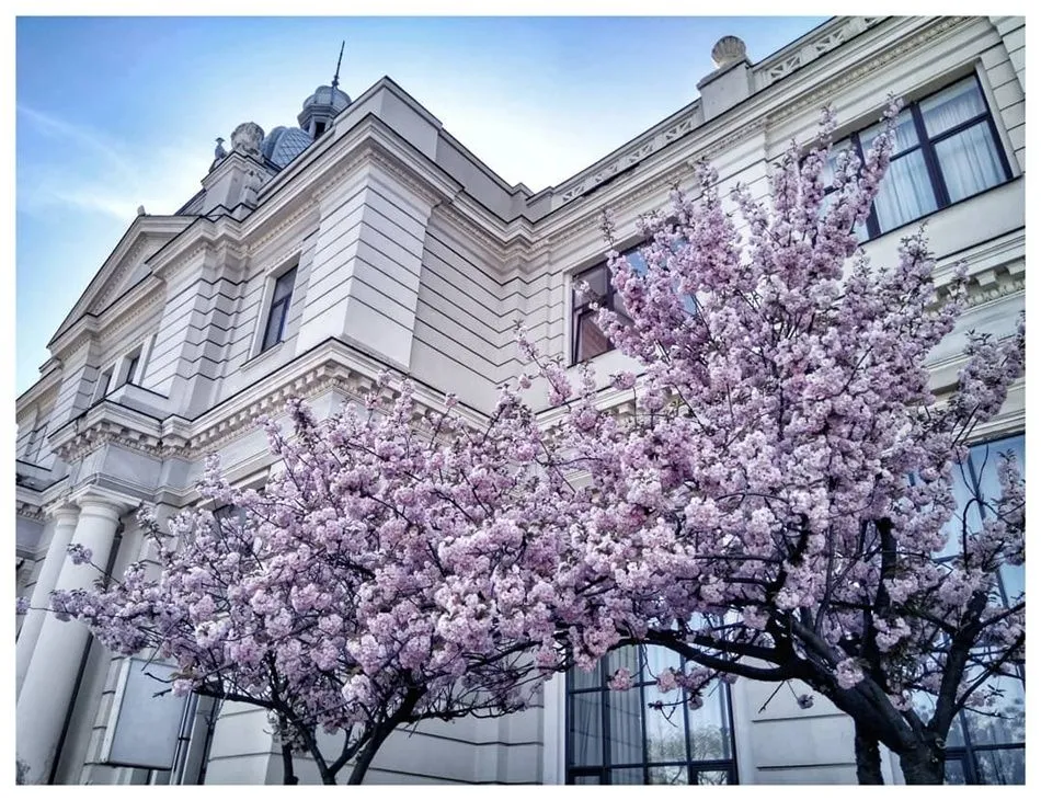 Де у Львові квітнуть сакури: 10 локацій для весняних фотосесій