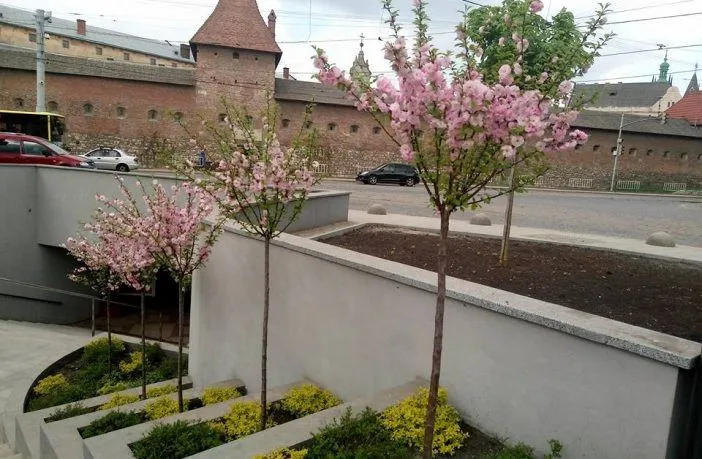 Де у Львові квітнуть сакури: 10 локацій для весняних фотосесій