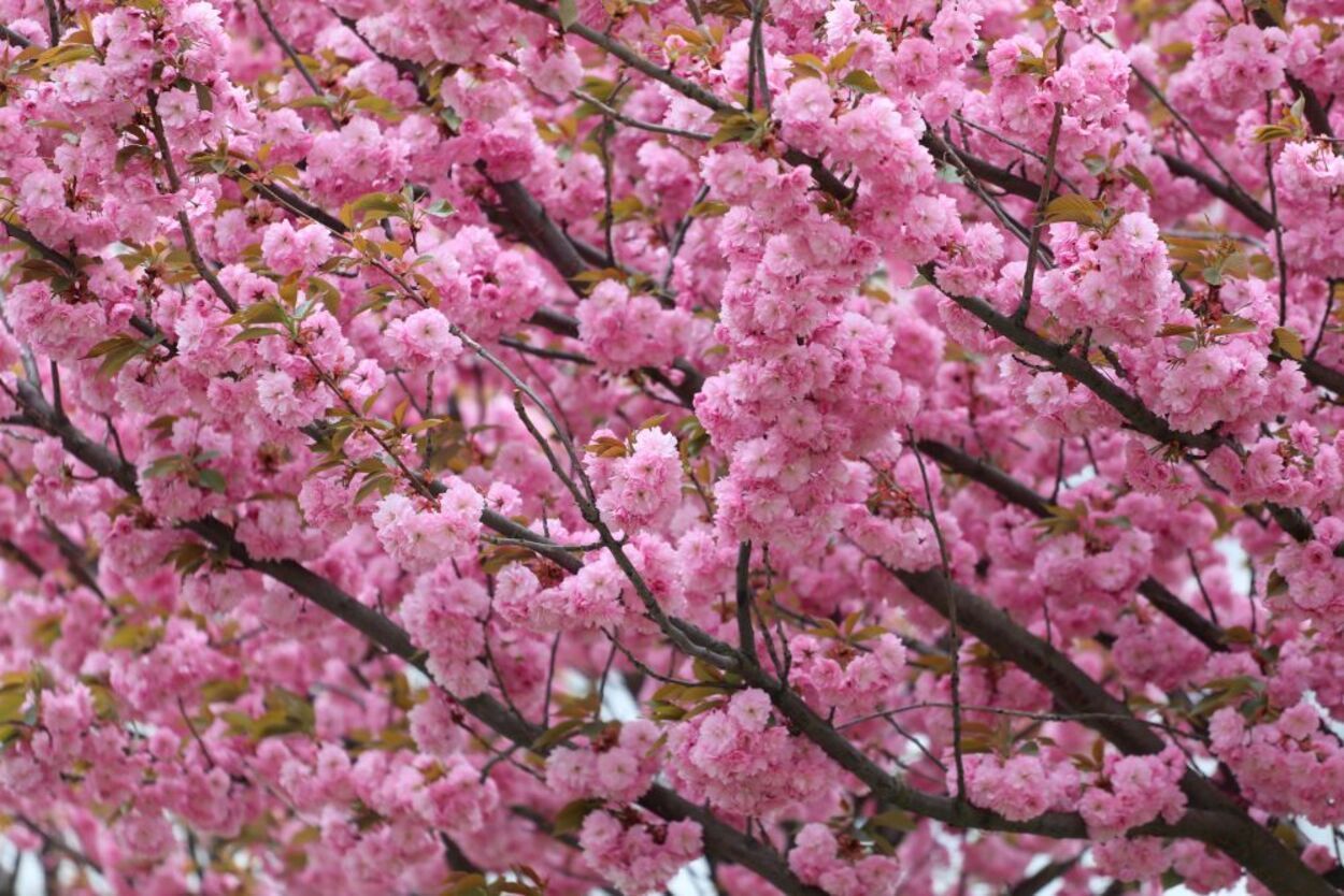 Где во Львове цветут сакуры: 10 локаций для весенних фотосессий