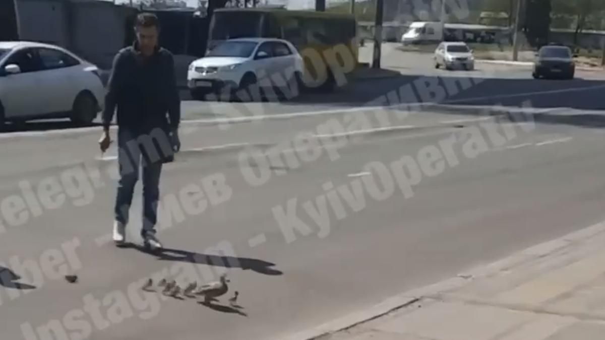 У Києві на Виноградарі качка з каченятами перейшла дорогу переходом