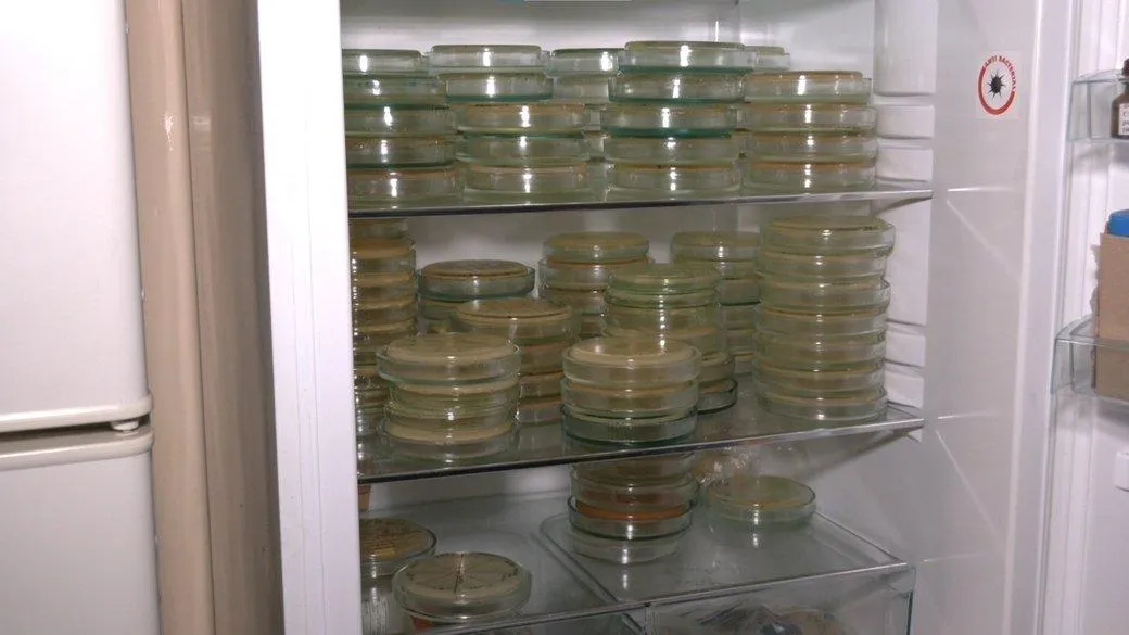 У Львові розробляють українську COVID-вакцину У Львові розробляють українську COVID-вакцину