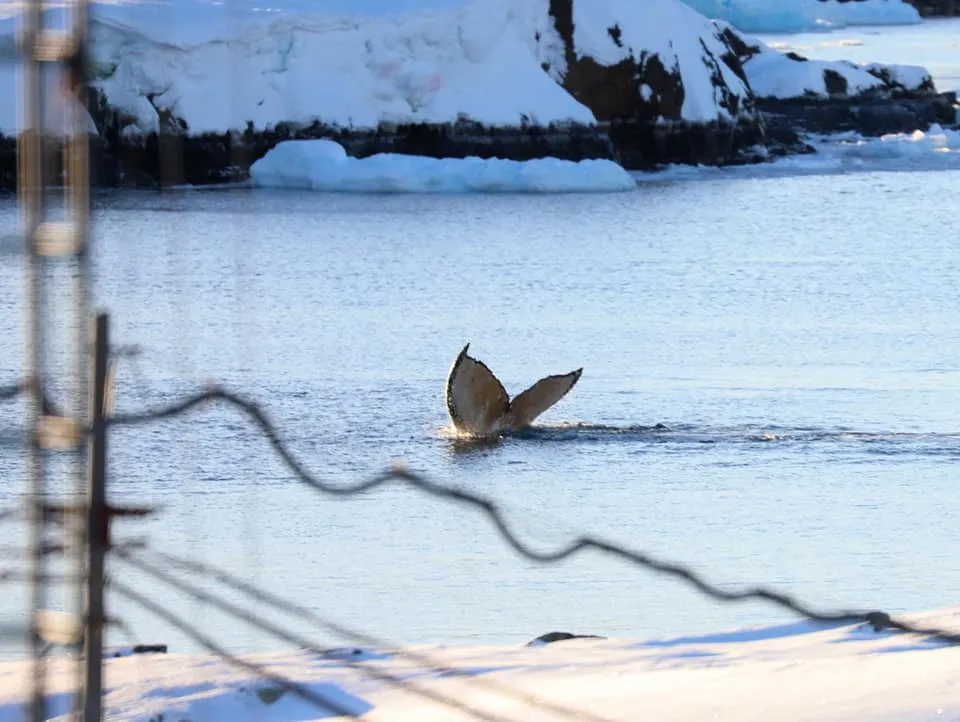 Рисунки на хвостовых плавниках китов – уникальны Рисунки на хвостовых плавниках китов – уникальны
