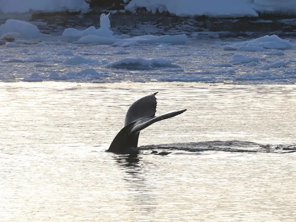 Побачити китів зблизька – велика рідкість