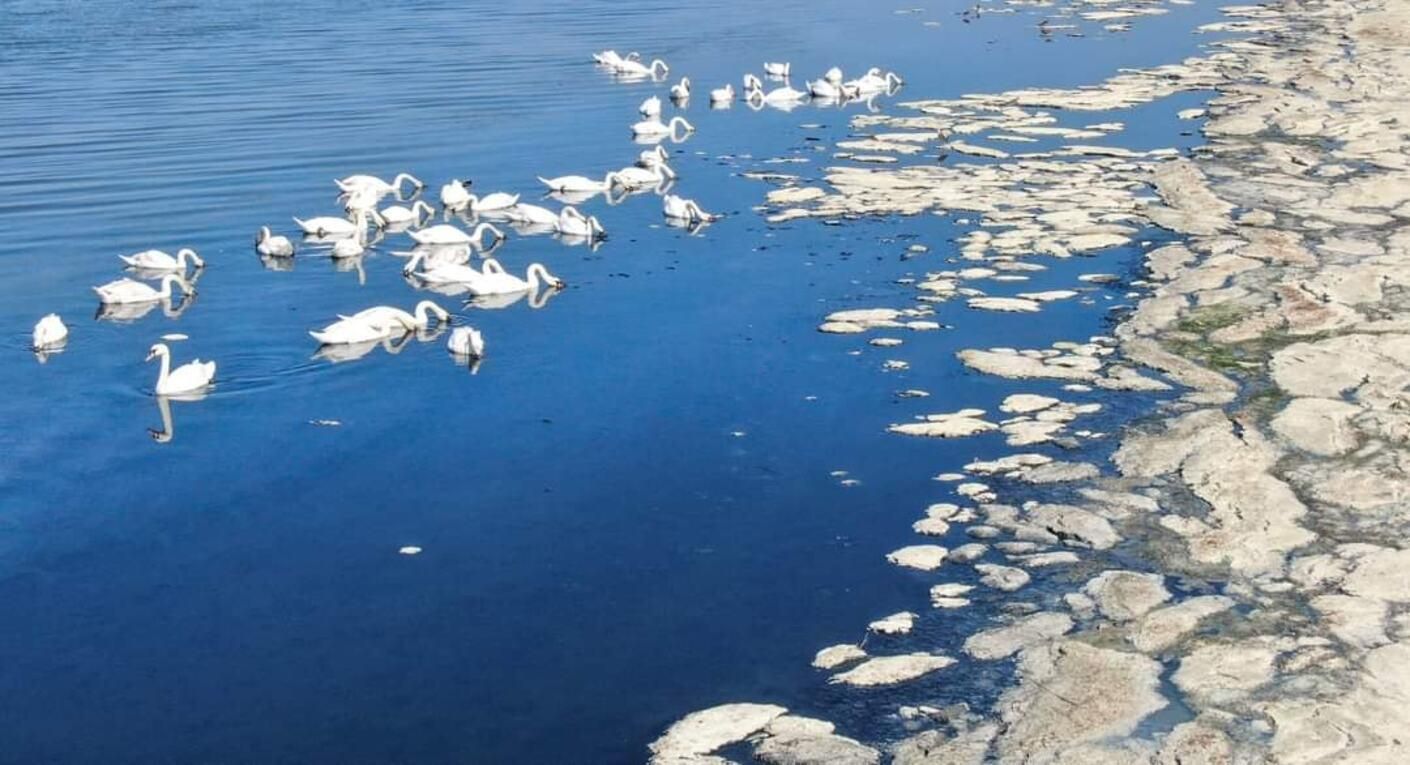 Лебеді оселилися по акваторії лиману Шагани