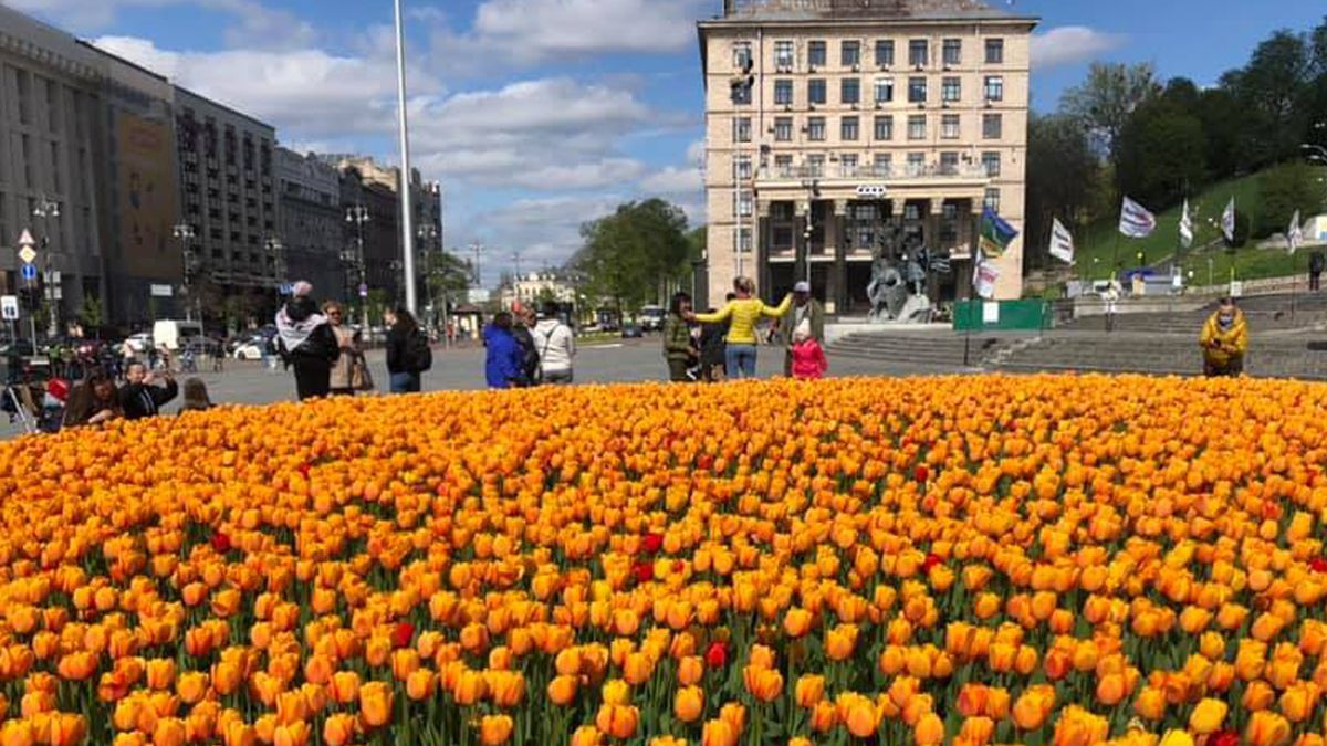 У Києві розцвіли тюльпани: де їх можна побачити