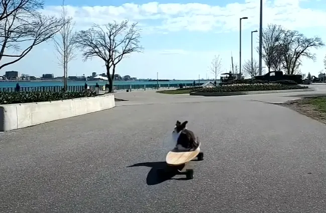 Цей вправний скейтбордист їздить змалечку Цей вправний скейтбордист їздить змалечку