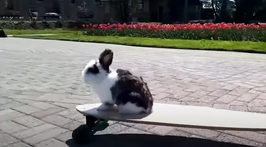 Кукі чудово почувається на скейтборді Кукі чудово почувається на скейтборді