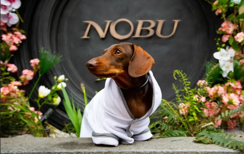 Такса в халаті Такса в халаті