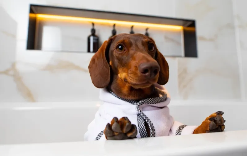 Халати для собак Халати для собак