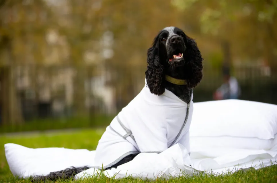 Халат для великої собаки Халат для великої собаки