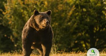 Австрийского принца заподозрили в убийстве крупнейшего медведя в Евросоюзе – Артура: фото 18+