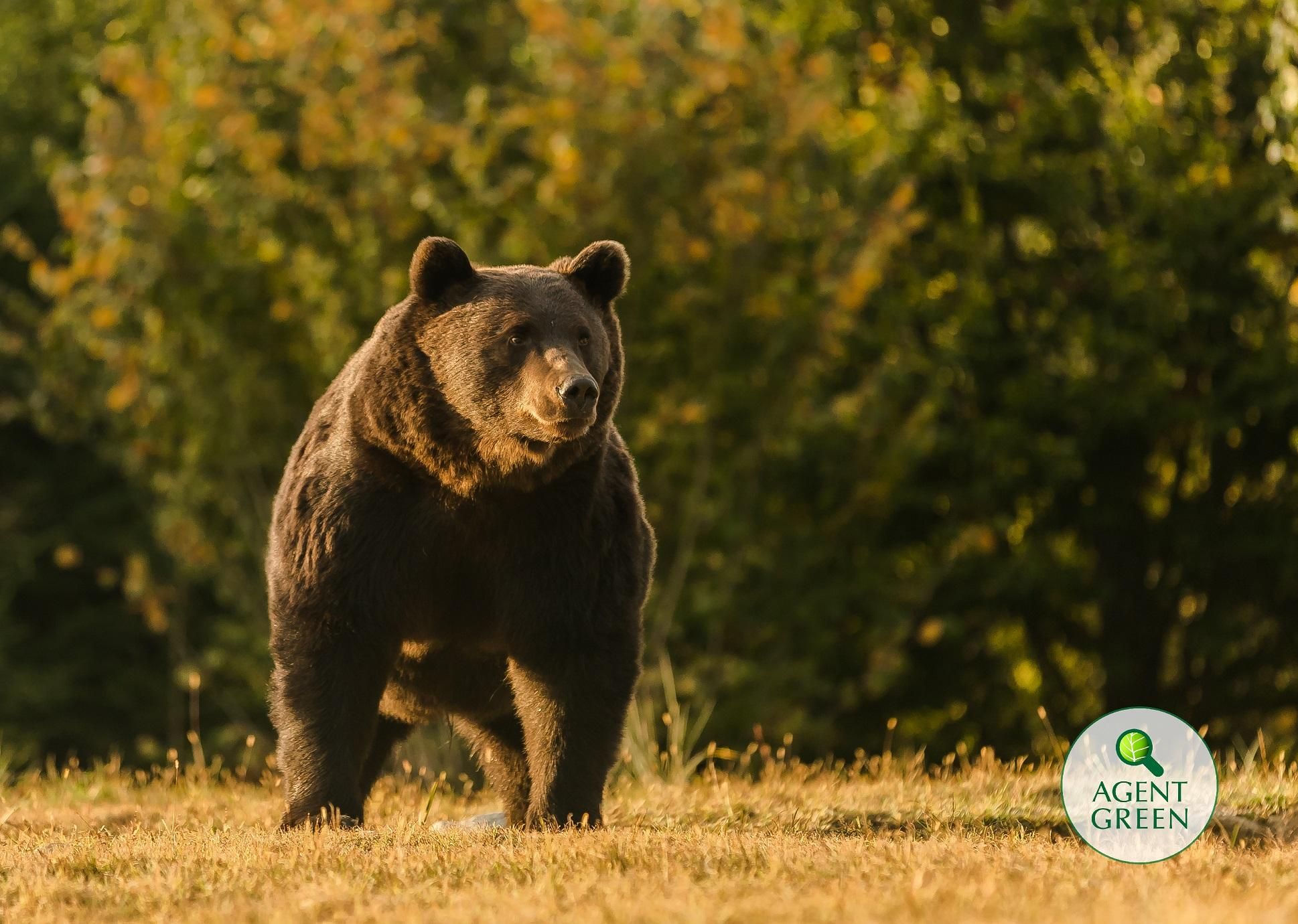 Принца Лихтенштейна подозревают в убийстве крупнейшего медведя в ЕС