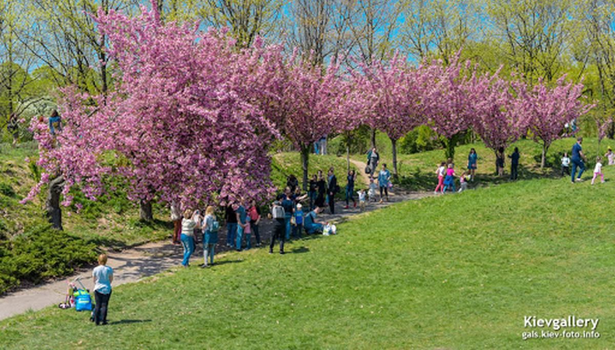 Де у Києві можна побачити цвітіння сакури Де у Києві можна побачити цвітіння сакури