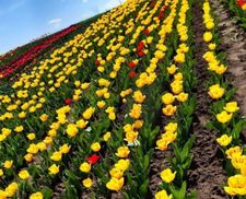 Ще одна квітуча локація: на Хмельниччині розквітло тюльпаново-нарцисове поле – мальовничі фото