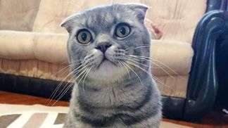 Побив дитину каменем і викрав кота: зухвале пограбування будинку в Дніпрі – фото