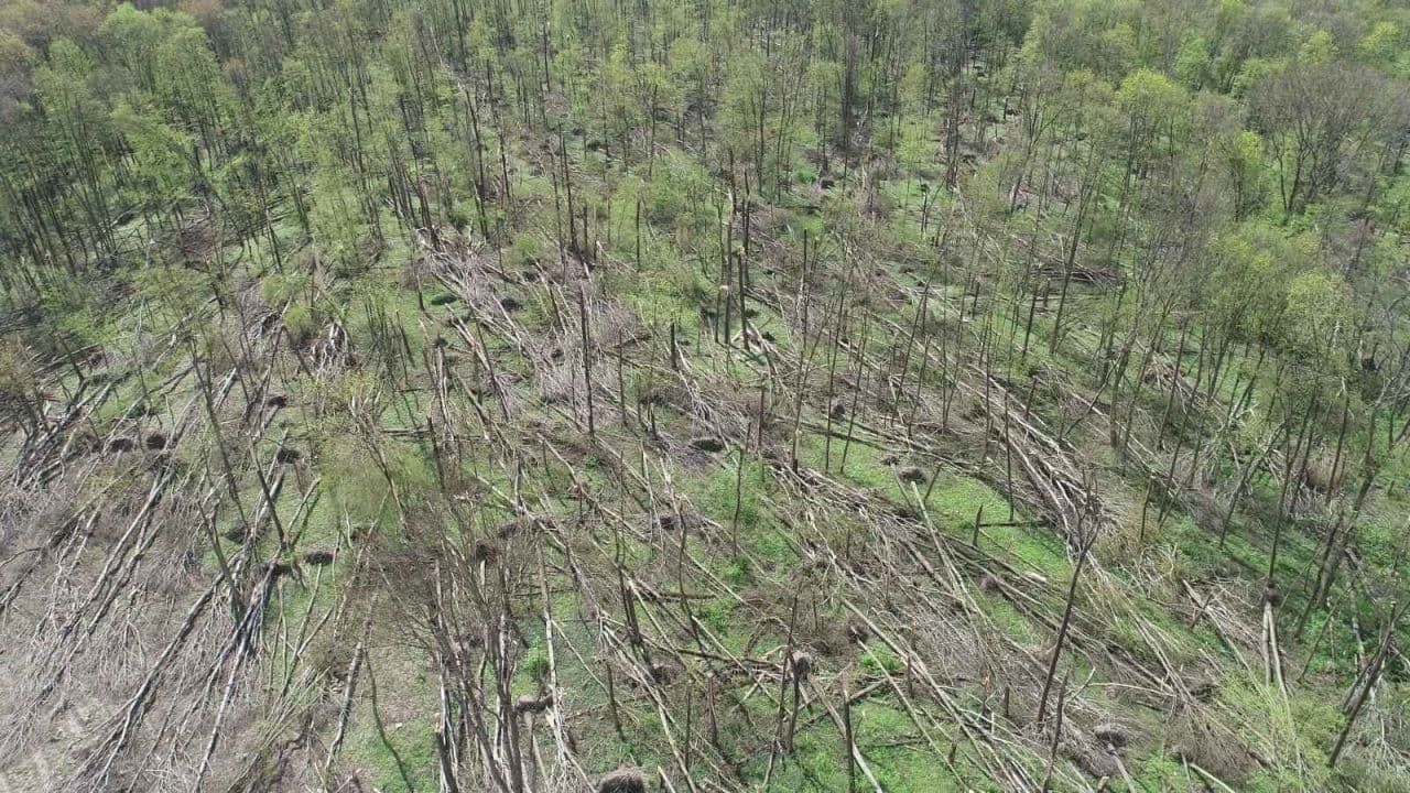 На Житомирщині пронісся потужний смерч: 20 гектарів лісу пошкоджені