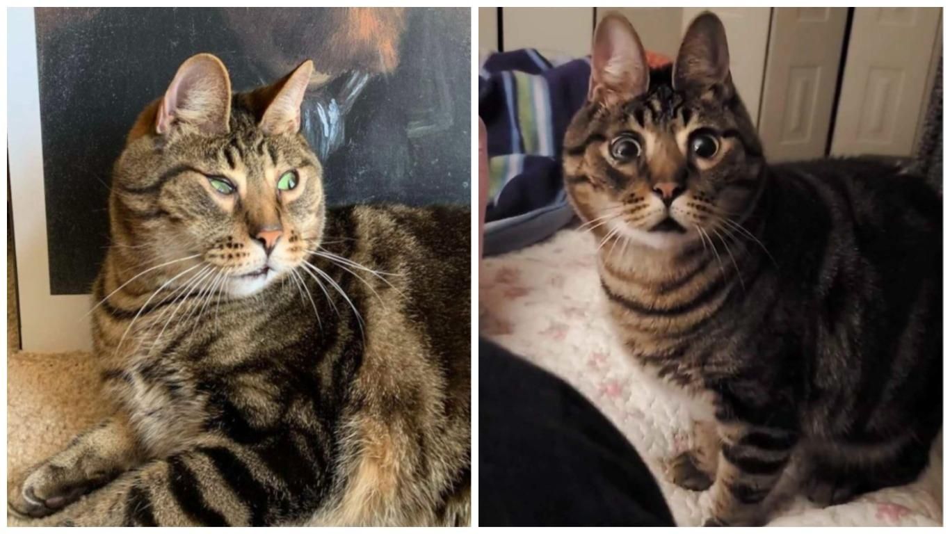 Кот Арахис с инвалидностью, который похож на зайчика: фото