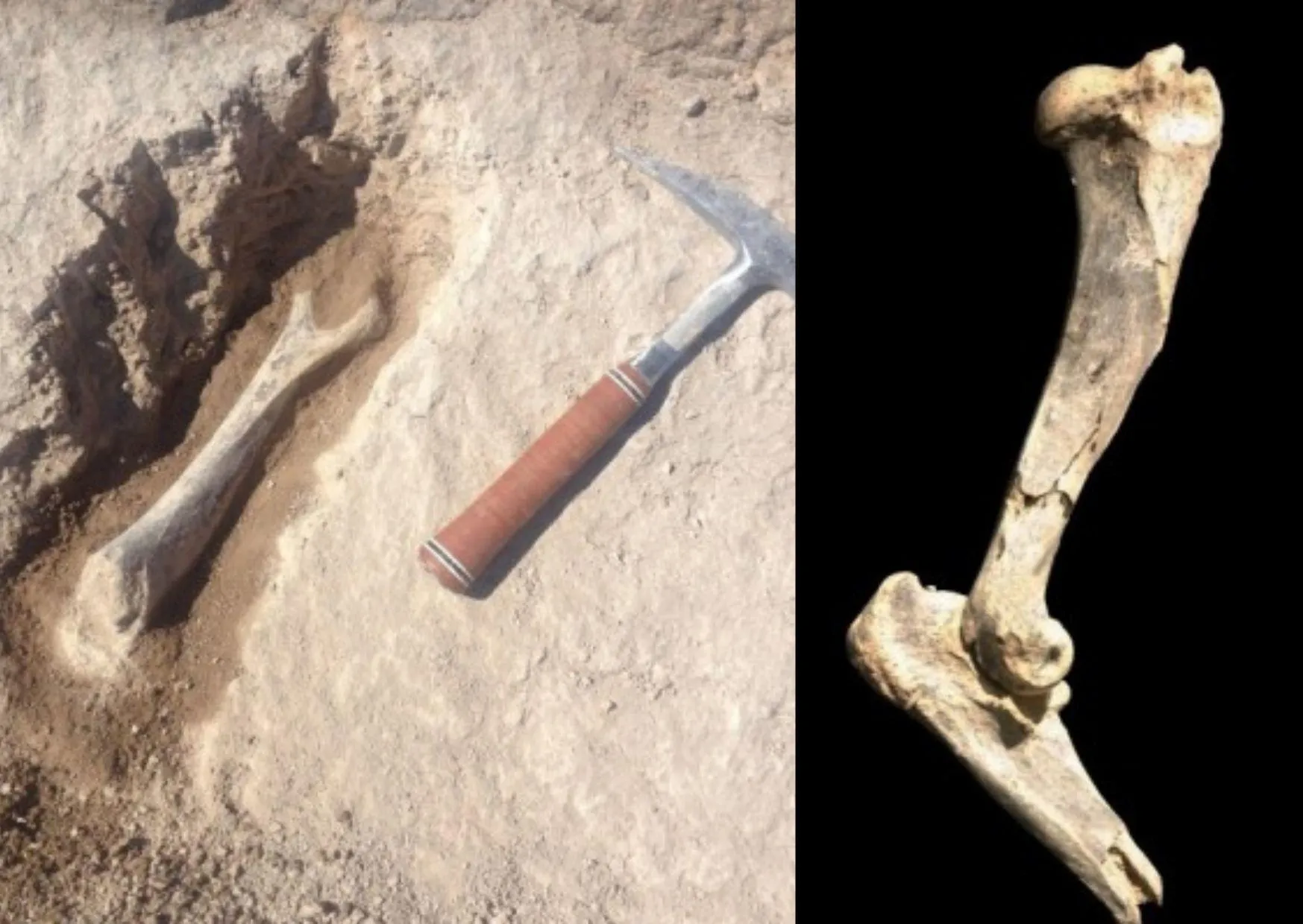 Плечова кістка гігантської кішки Плечова кістка гігантської кішки