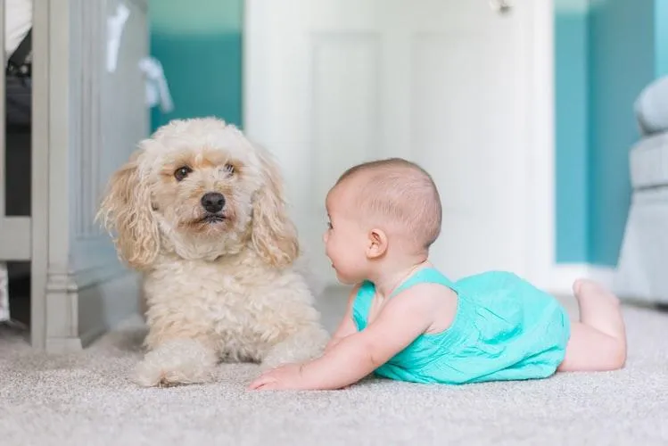 Собака і маленька дитина