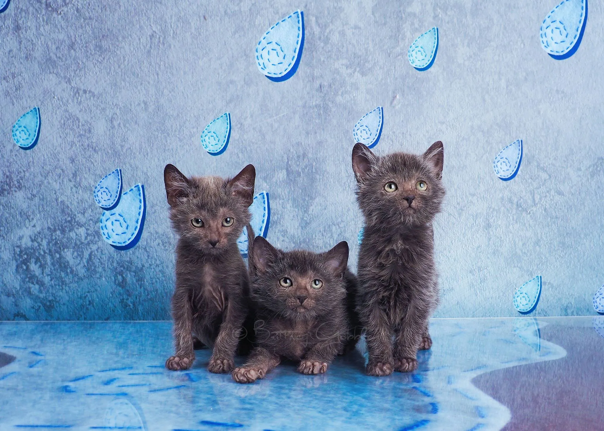 Ликої кошенята Ликої кошенята