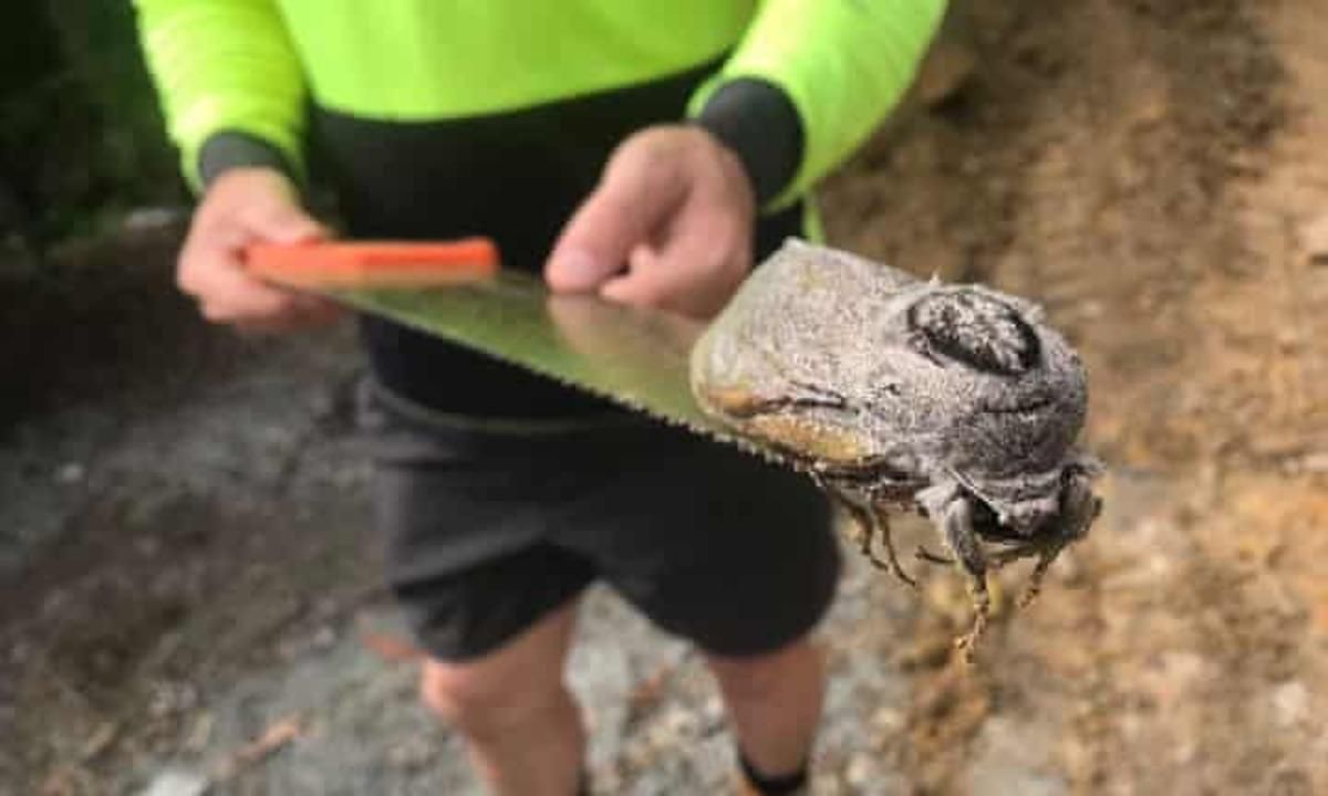 В австралийской школе обнаружили гигантскую моль: фото В австралийской школе обнаружили гигантскую моль: фото