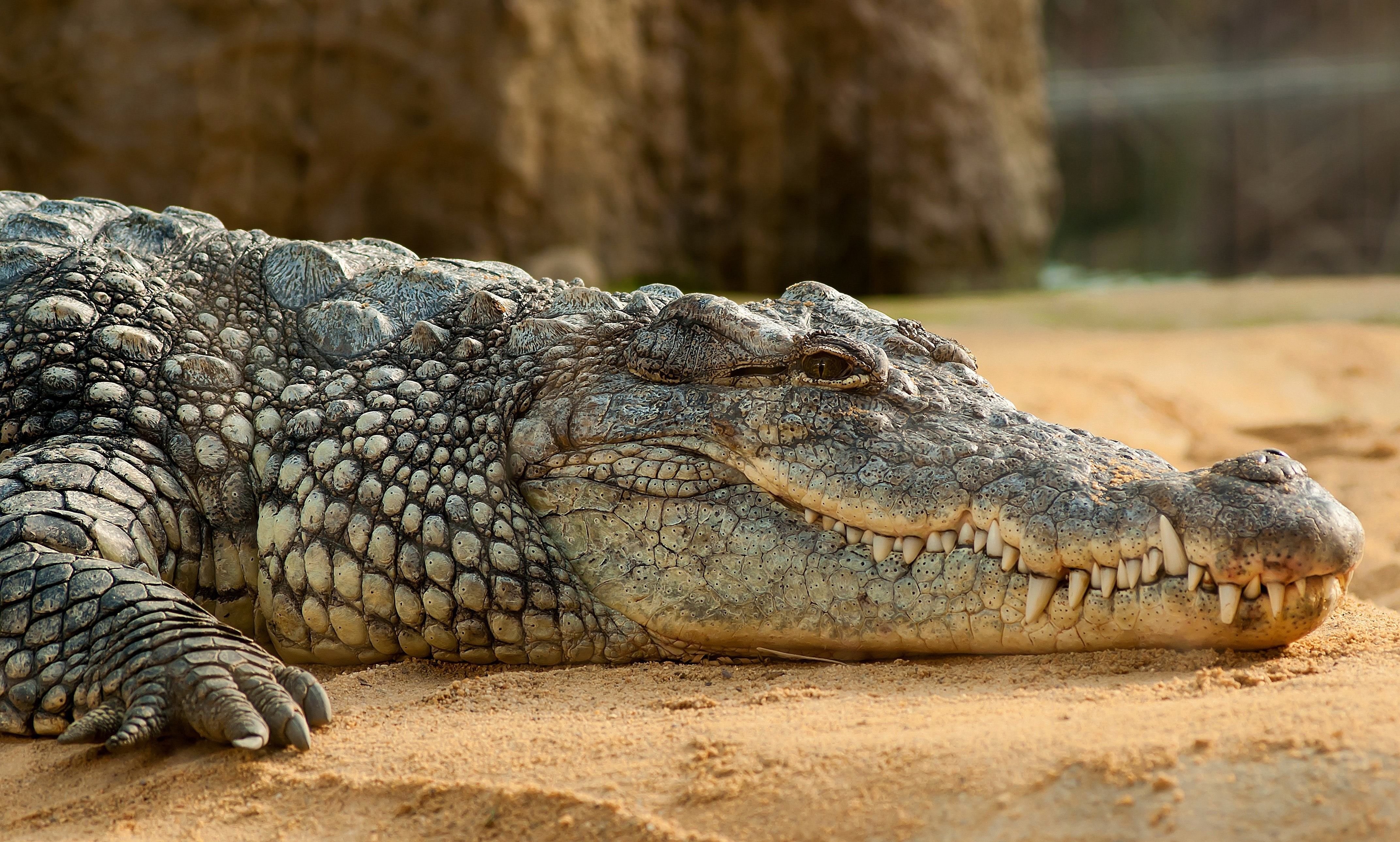 Мертвого крокодила знайшли в Кирилівці: фото 