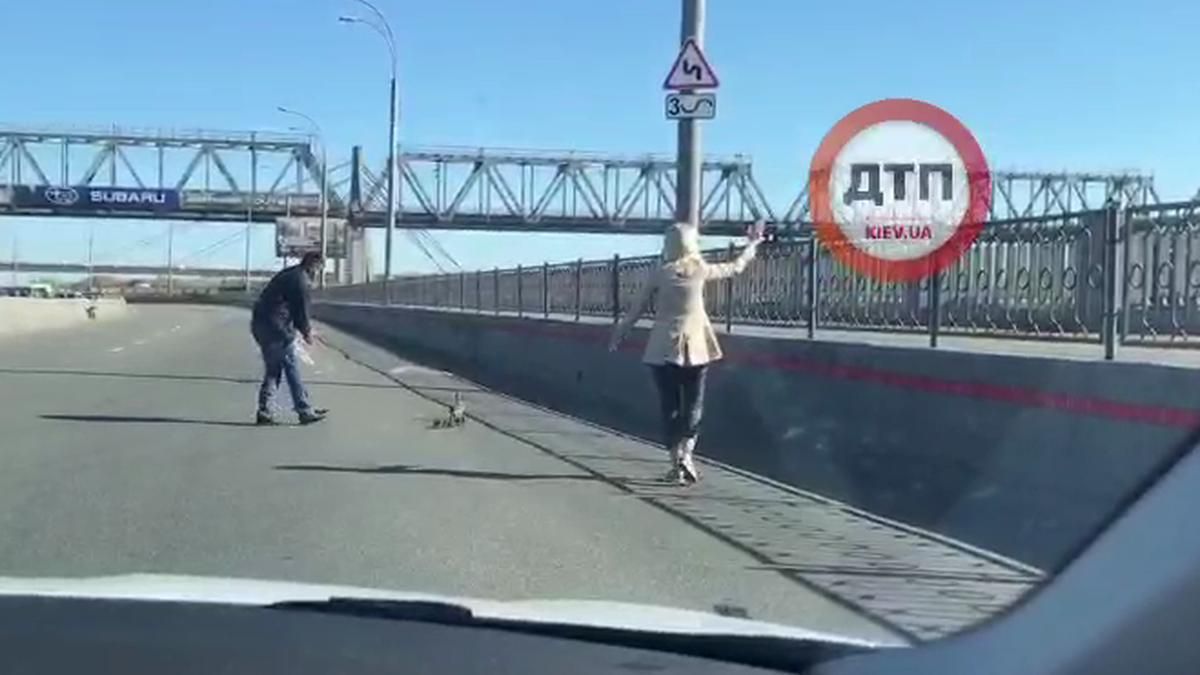 У Києві водії допомогли перейти дорогу качці та каченятам