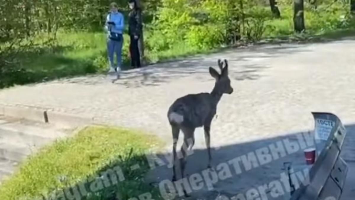 У Києві біля станції метро розгулював молодий олень