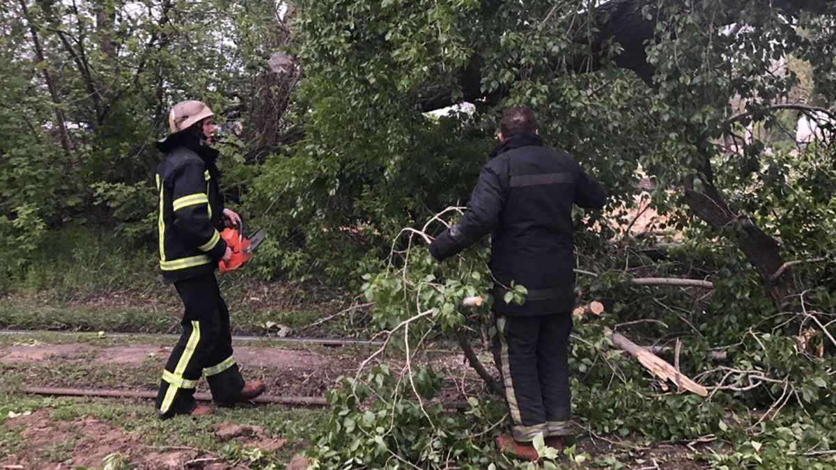 На Харьковщине 10.05.2021 сильный ветер валил деревья: видео